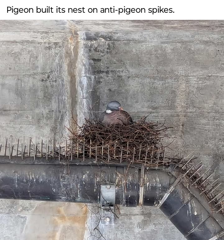 [Linked Image]